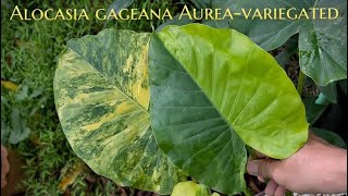 Unbox Alocasia Gageana Aurea Variegated + Monstera Adansonii Giant Aurea Variegated.