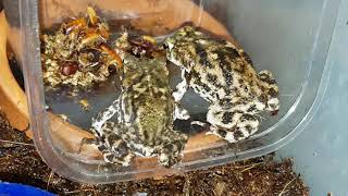 Bufo terrestris southern toads feeding \u0026 drumming with their toes. Turn up the volume.