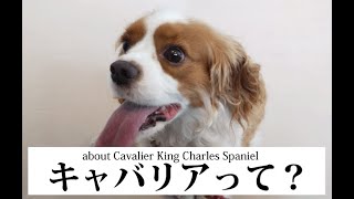 キャバリアとは？どんな犬？ about Cavalier King Charles Spaniel