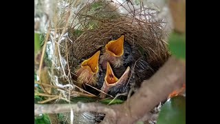 Then Chittu Kuruvi 🐦 Nest in our Home 🏡