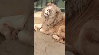 正月🎍⑮ホワイトライオン・白獅子・セラムくん・沖縄こどもの国・・・White_Lion・Okinawa Zoo \u0026 Museum(20230102)