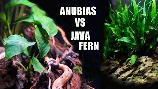 Anubias vs Java Fern | A few things to know beyond the obvious differences