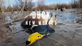 Banded Mallard Duck Shot On Camera - New Mexico