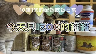 『一百只猫猫』10猫1狗的配饭吃饭视频之今天只吃OC的罐罐｜为什么我每天开那么多不同的罐头｜猫可以吃的很杂吗｜这样吃饭是不是对猫不好｜