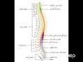 آناتومی ستون فقرات و قفسه سینه