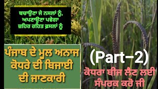 Kodra Paneeri Bijayi ।। ਕੋਧਰਾ ਪਨੀਰੀ ਬਿਜਾਈ ।। (Part-2)