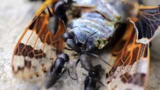 螞蟻分食蟪蛄 Ants Divide the Dead Body of a Cicada