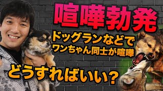 【ケンカ！】ドッグランなどで犬同士がケンカ！ドッグランでケンカするワンちゃんはどうすればいい？