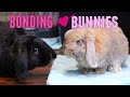 My Bunny bonding experience