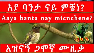 Aaya Banta Nay Michchene?አያ ባንታ ናይ ሚቼነ? ጋሞኛ ሙዚቃ