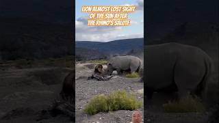 Lion almost lost sight of the sun after the rhino's salute | #lion #lionattack #rhino #rhinoattack