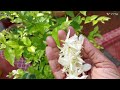 how to grow jasmine plants ಮಲ್ಲಿಗೆ ಗಿಡದಲ್ಲಿ ಯಾವಾಗ್ಲೂ ಹೂವು ಬರಲು ಯಾವ ಗೊಬ್ಬರ ಒಳ್ಳೆಯದು jasmine secret.