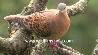 Turtle Dove or Ghuggi with its warm rufous colours