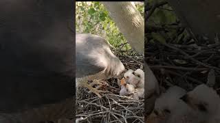 asian shikra bird#shorts