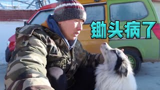 My dog got sick, I have to return to Lhasa 500km away to see a doctor. say goodbye to my teammates