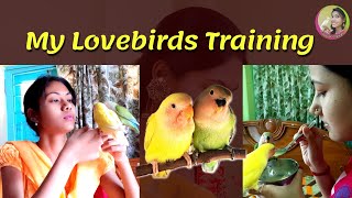 How to Train Lovebirds || My Lovebirds Training || Bird Training Tips by Kakuli || Bird Care