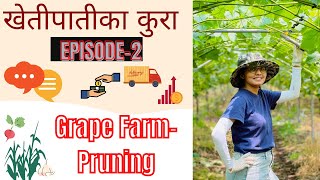 Grape Farm in Korea||Pruning Grapes