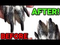 HOW TO SAFELY CLIP YOUR DOGS NAILS AT HOME!