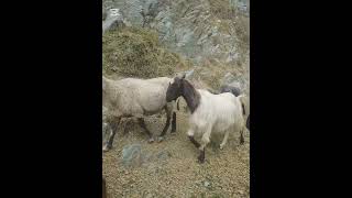 Sheeps Grazing in the Hills; Beautiful Village Life