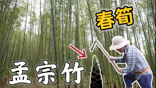 孟宗竹！阿爸ㄟ春筍！原來我們家有孟宗竹園呀！超級美！三十幾年來第一次上山挖筍子！紀錄與阿爸摘筍子的過程/樹葡萄/公雞/柴燒/陳小Chi路亞日誌