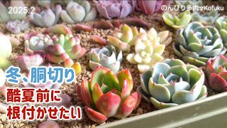 No173【多肉植物】近頃の酷暑を見据えて冬に胴切り 早く根付かせたい