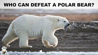 5 Animals That Could Defeat A Polar Bear