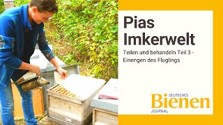 Pias Imkerwelt: Teilen und behandeln Teil 3 - Einengen des Brutlings