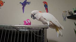 A Cockatoo,  A Pink Pig \u0026 A Squeaky Ball????