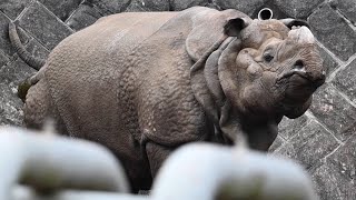 多摩動物園インドサイビクラムの一日Rhinoceros unicornis 2025年2月3日