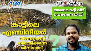 How Do Beaver Build A Dam / ബീവർ ലോഡ്ജ് / Beaver Lodge