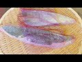 大竹荚，又名池鱼王 shima aji 的整个处理过程！how to make shima aji sushi 寿司 sashimi 池鱼王 大竹荚 shima aji