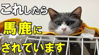 あなたは見下されているかも？！飼い主を馬鹿にしている猫がする行動【保護猫】