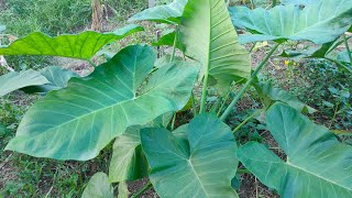 Arbi / Taro Plant At Home || Multiple Garden