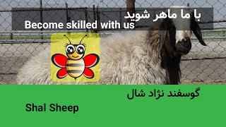 Shal Sheep | گوسفند نژاد شال