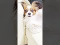 眠くなったパピヨンは最後に　 papillon dog shorts