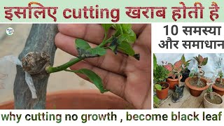 इसलिए cutting की growth नही होती,और पत्ता काला पड़ता है | why cutting no growth , become black leaf