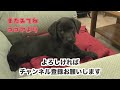 パパの言うことは聞く１７週ラブラドールレトリバー　17weeks labrador loves her dad