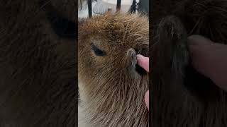 カピバラ「嫌な地球人だなぁ」The human is annoying the capybaras.