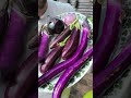 ਬਰਤਨਾਂ ਵਿੱਚ ਆਪਣੀ ਵਿਰਾਸਤੀ ਬੈਂਗਣ aubergines ਉਗਾਓ 🍆💚 vegetables gardening eggplant