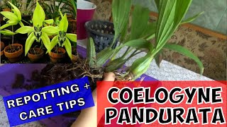 Coelogyne Pandurata - Repotting and CARE TIPS