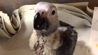 ヨウムの雛   甘え声   African Grey Parrot  baby voice