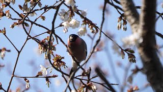 日向林道の桜とウソ（雄）その９（4K60P動画）