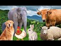 Farm Animal Sounds - Cow, Sheep, Cat, Dog, Chicken - Animal Moments
