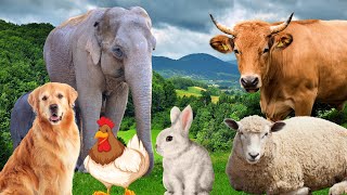 Farm Animal Sounds - Cow, Sheep, Cat, Dog, Chicken - Animal Moments