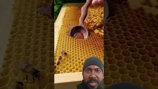 #bee #honey #honeybee #birds #nature #wildhoneybees #relaxing #harvesting #viral2024 #aajkamatchkitn