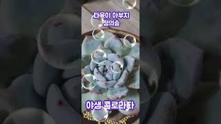 [다육이 아부지 정의송 - 이름:야생 콜로라타] #다육식물 #다육이 #다육이키우기 #정의송 #님이여