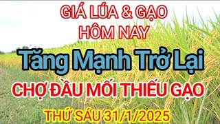 GIÁ LÚA \u0026 GẠO HÔM NAY ( THỨ SÁU ) 31/1/2025. NHÍCH NHẸ MỘT SỐ NƠI