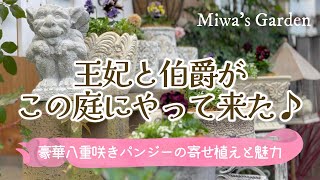 【ガーデニング🌺人気パンジードラキュラとアントワネット】寄せ植え＆お一人様植え＊冬から春まで咲く華やかな庭づくり