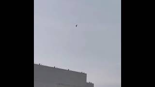 2021황조롱이가 바람 속을 가르며 동네를 돈다kestrel circled the entire neighborhood In the wind