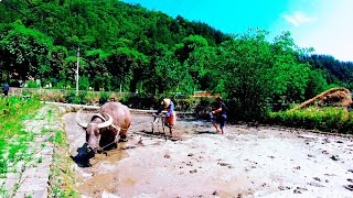 越南妹子实拍中国农村生活，YouTube网友称作被遗忘的地方，很落后吗Vietnamese girls take photos of rural life in China's countryside